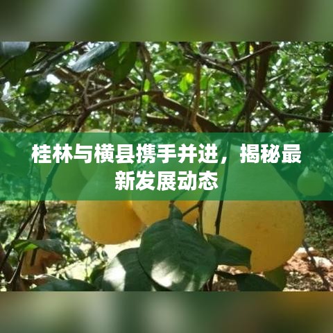 桂林与横县携手并进，揭秘最新发展动态