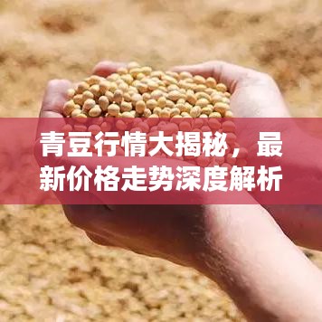 青豆行情大揭秘，最新价格走势深度解析