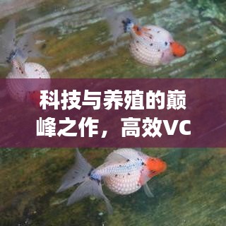 科技与养殖的巅峰之作，高效VC金鱼