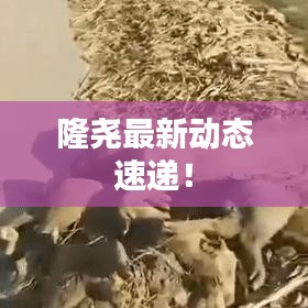 隆尧最新动态速递！