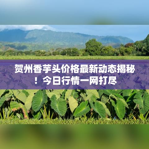 贺州香芋头价格最新动态揭秘！今日行情一网打尽