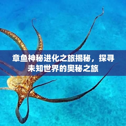章鱼神秘进化之旅揭秘，探寻未知世界的奥秘之旅
