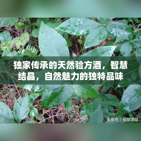 独家传承的天然验方酒，智慧结晶，自然魅力的独特品味