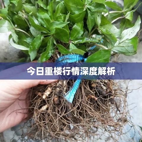 今日重楼行情深度解析