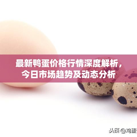 最新鸭蛋价格行情深度解析，今日市场趋势及动态分析