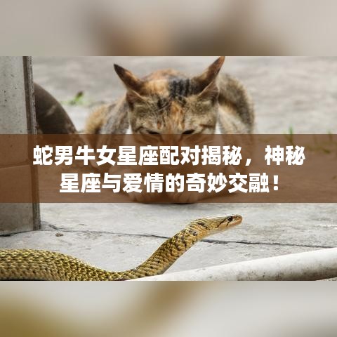 蛇男牛女星座配对揭秘，神秘星座与爱情的奇妙交融！