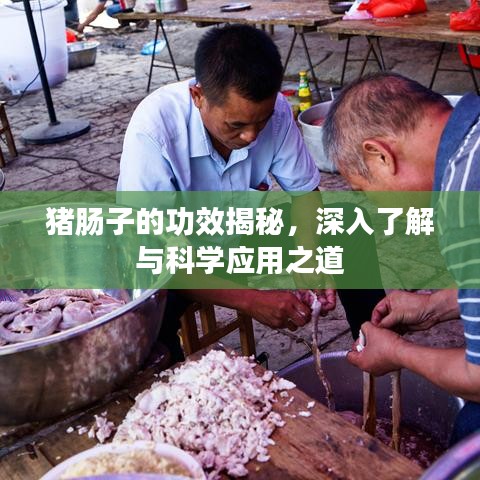猪肠子的功效揭秘，深入了解与科学应用之道