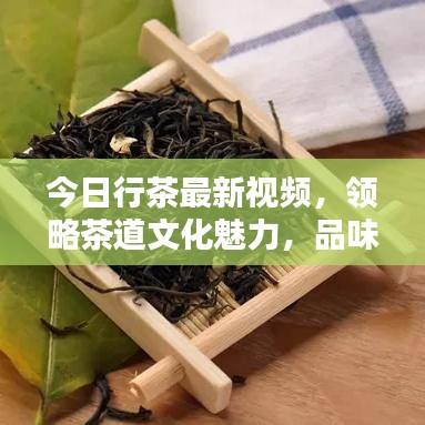 今日行茶最新视频，领略茶道文化魅力，品味传统韵味