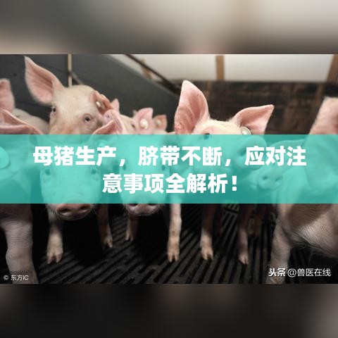 母猪生产，脐带不断，应对注意事项全解析！
