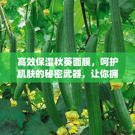 高效保湿秋葵面膜，呵护肌肤的秘密武器，让你拥有水润美肌