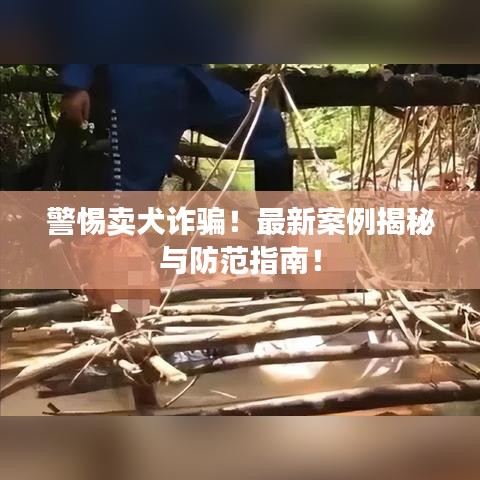 警惕卖犬诈骗！最新案例揭秘与防范指南！