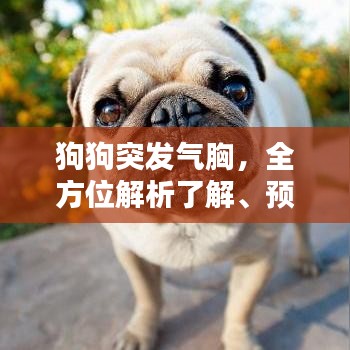 狗狗突发气胸，全方位解析了解、预防与治疗措施
