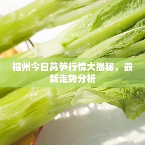 福州今日莴笋行情大揭秘，最新走势分析