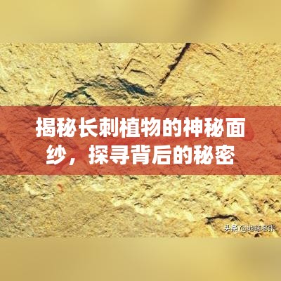 揭秘长刺植物的神秘面纱，探寻背后的秘密