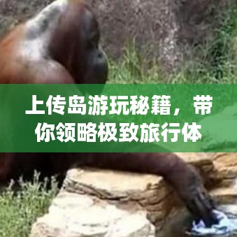 上传岛游玩秘籍，带你领略极致旅行体验！