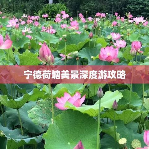 宁德荷塘美景深度游攻略